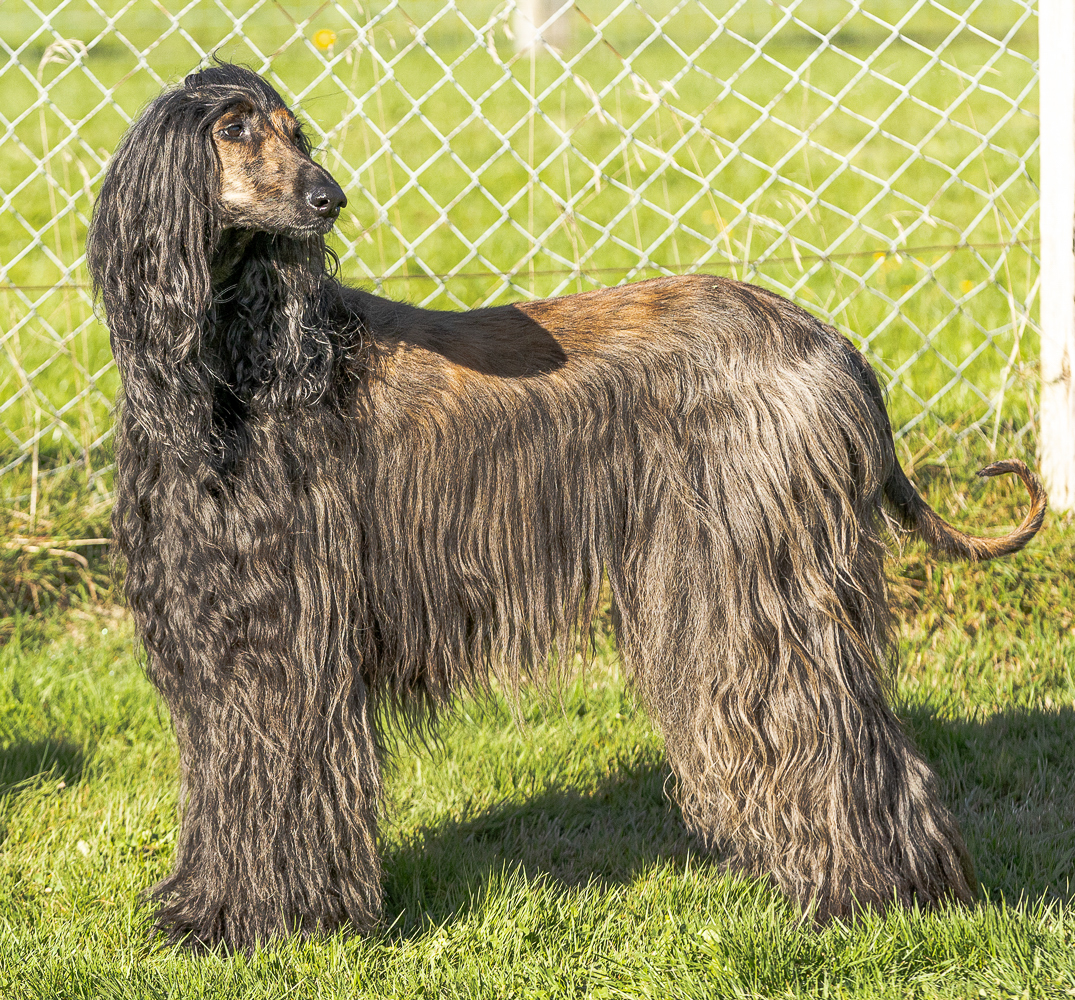 Afghanischer Windhund Amara Afghanischer Windhund Amara