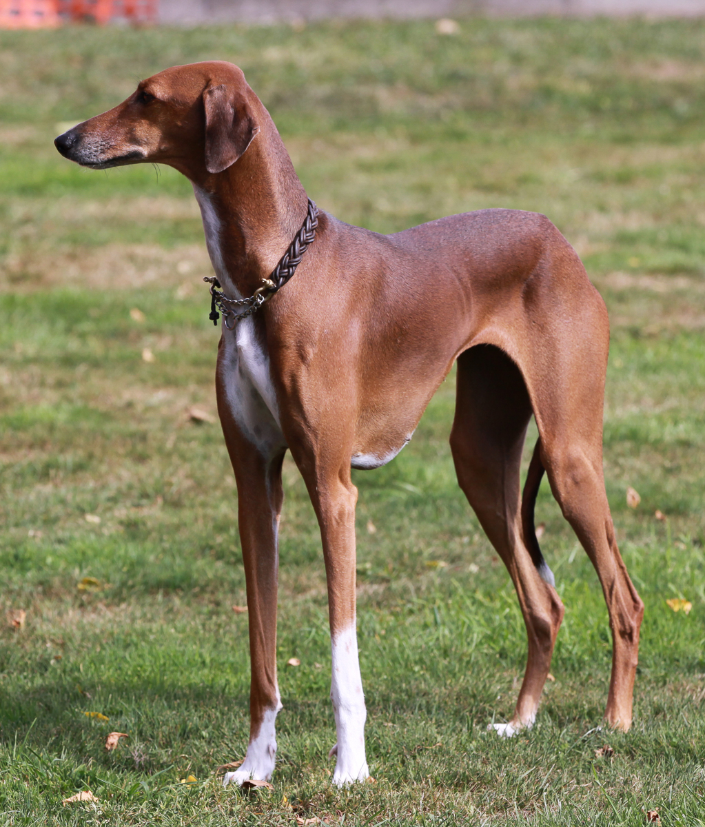 Der Azawakh Der Azawakh