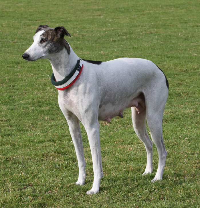 Der Magyar Agár Der Magyar Agár