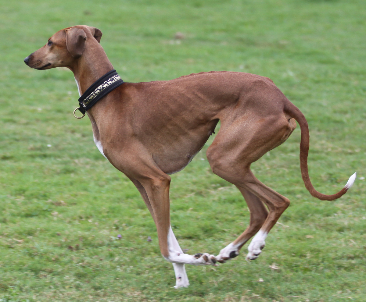 Der Azawakh Der Azawakh