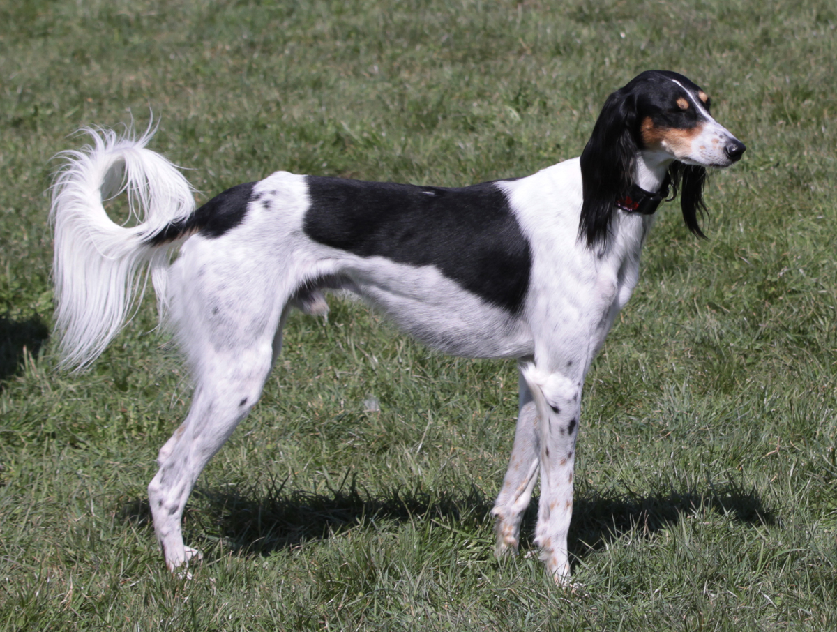 Der Saluki Der Saluki