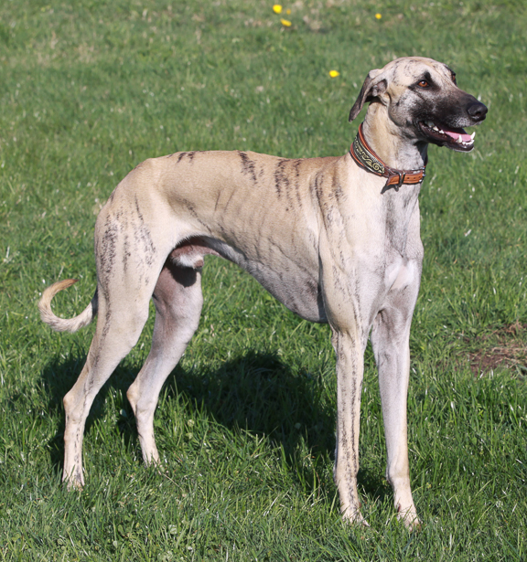 Der Magyar Agár Der Magyar Agár