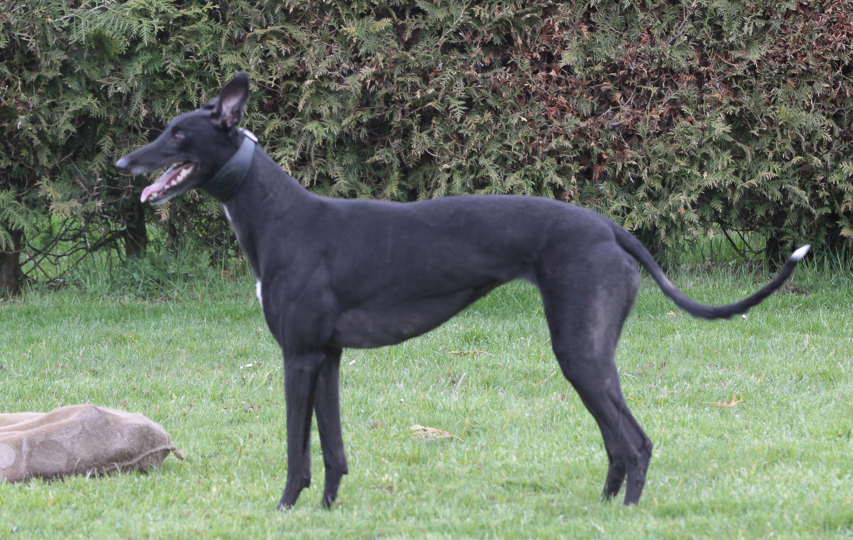 Der Greyhound Der Greyhound