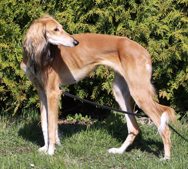 Der Saluki Der Saluki