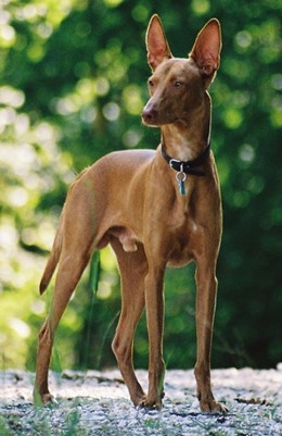 Cirneco_dellEtna Cirneco_dellEtna