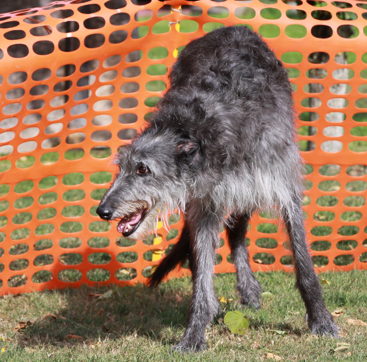 Deerhound Der Deerhound