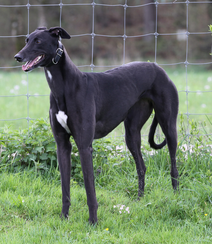 Der Greyhound Der Greyhound