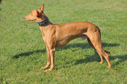Der Pharaoh Hound Pharaoh Hound