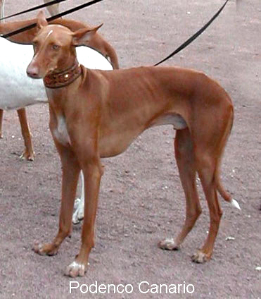 Der Podenco Canario Der Podenco Canario