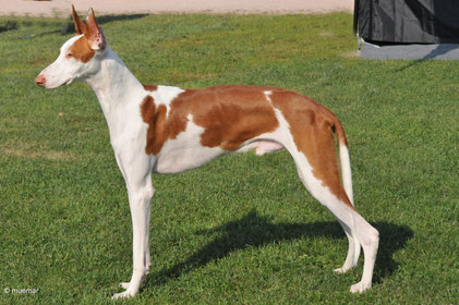 Der Podenco Ibicenzo Der Podenco Ibicenzo