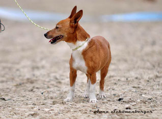 Der Podengo Der Podengo