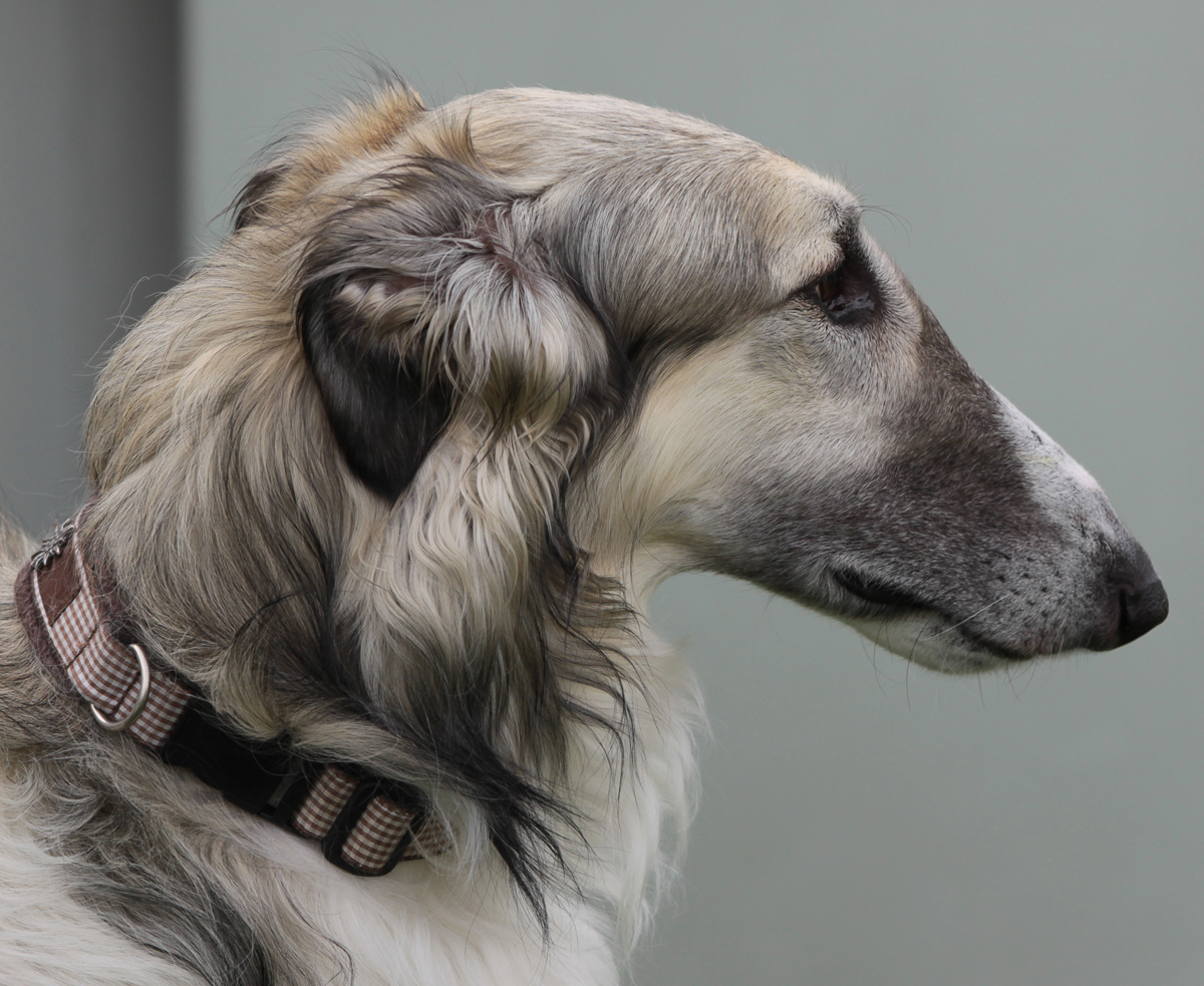 der Barsoi Kopf von Barsoi